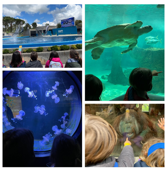 Clase V: Excursión Zoo Aquarium